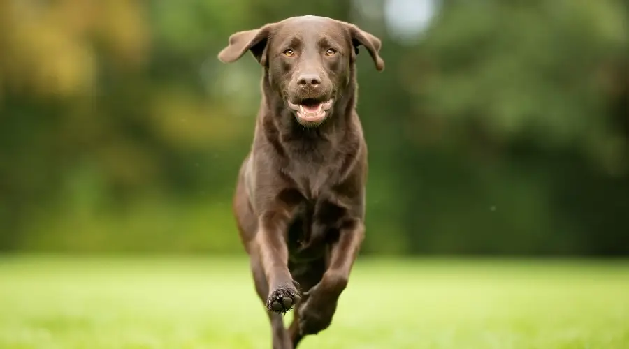 Labrador marrón corriendo en la hierba