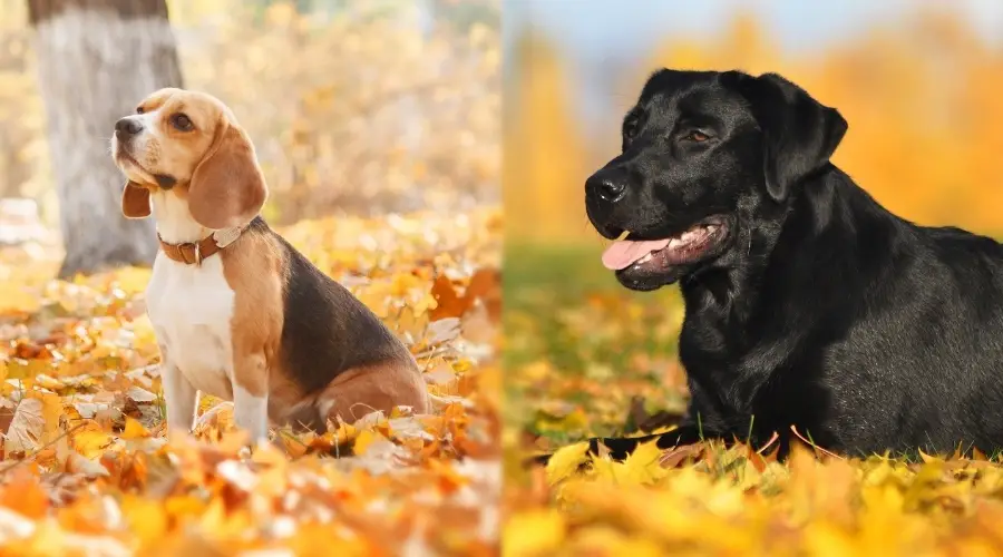 Dos perros afuera en hojas de otoño