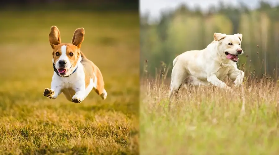 Dos perros de caza corriendo por el campo