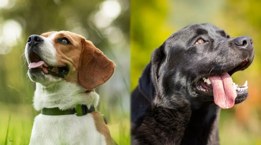 Dos perros durante sesiones de entrenamiento al aire libre