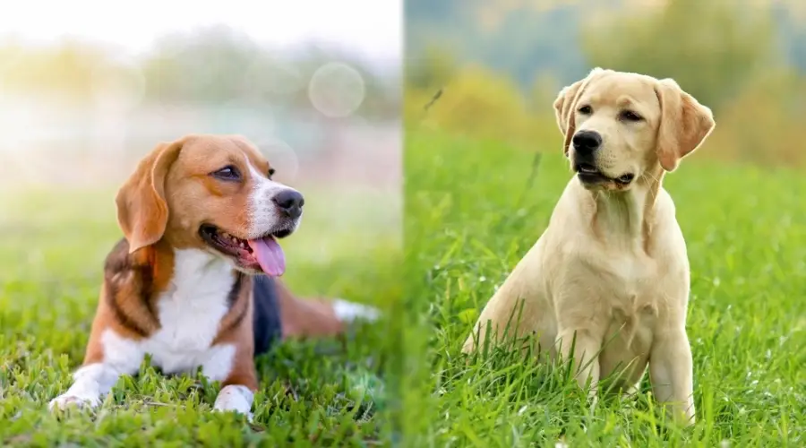 Dos perros sanos tendido afuera en la hierba