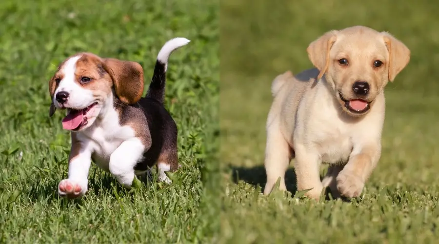 Dos cachorros jugando afuera en la hierba