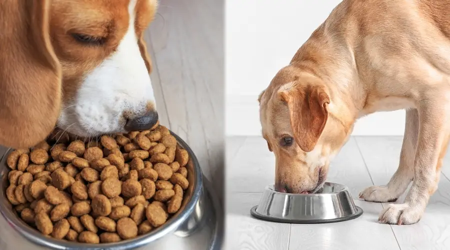 Dos perros comiendo comida seca para perros