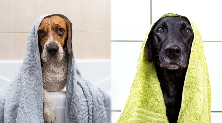 Dos perros bañándose en bañeras