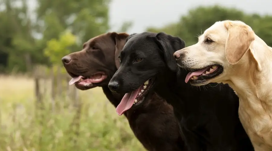 Labradores de diferentes colores juntos