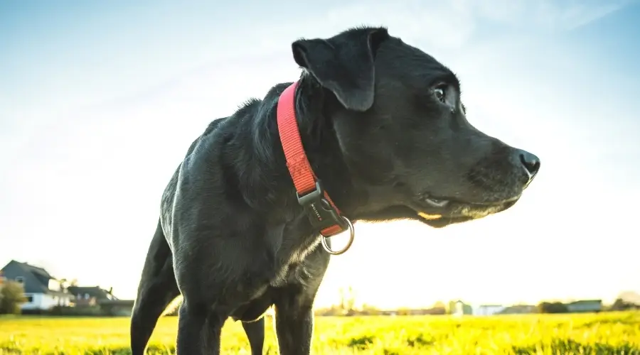 Corso Labrador saludable