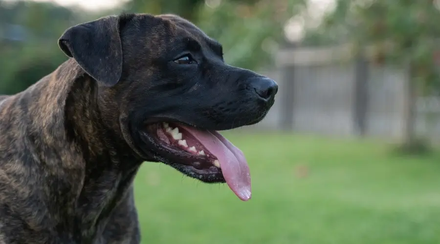 Cachorro Labrador Cane Corso