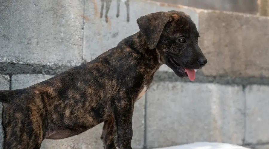 Cachorro de laboratorio Corso