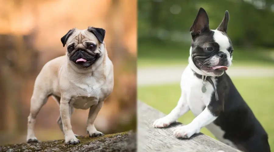 Perros juguetones al aire libre