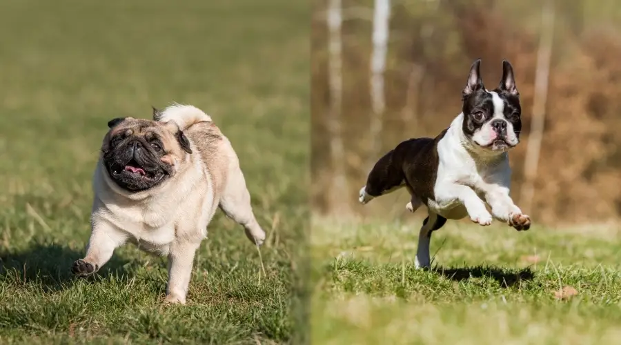 Dos perros pequeños jugando en el césped al aire libre