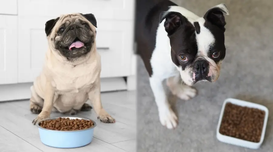 Dos perros de raza pequeña comiendo comida