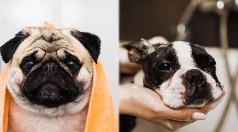 Dos perros pequeños siendo bañados