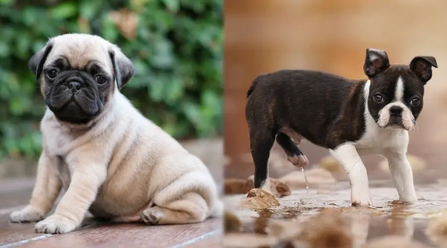 Dos cachorros de raza de perro pequeño al aire libre