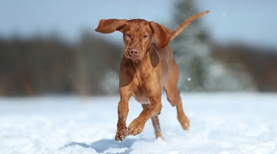 Perro recubierto de rojo jugando en la nieve