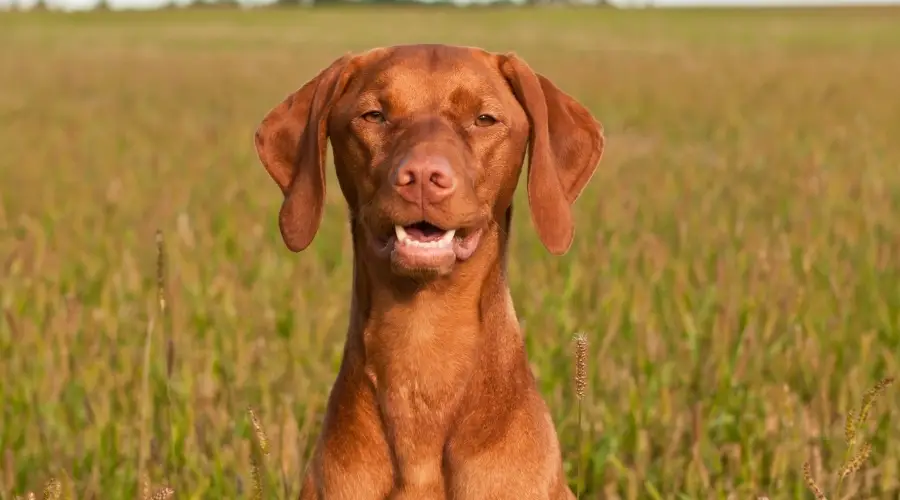 Perro Vizsla en entrenamiento