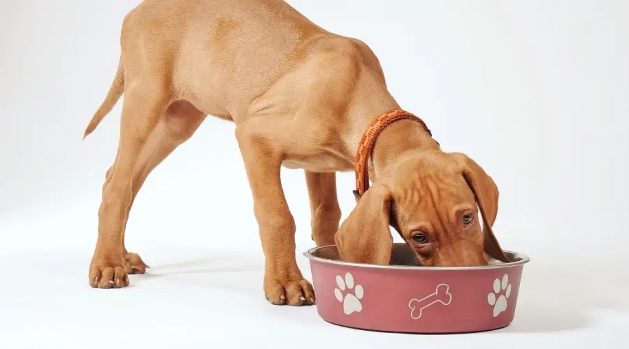 Perro comiendo de un tazón grande