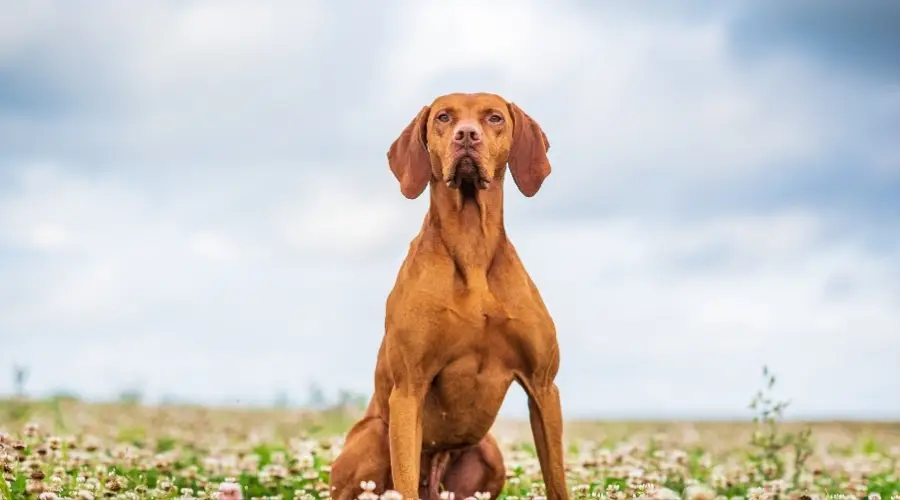 Perro sano con pelo rojo en el campo de flores