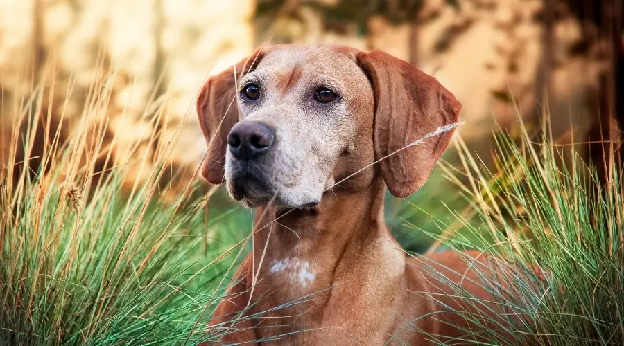 Perro de rescate mayor en el campo