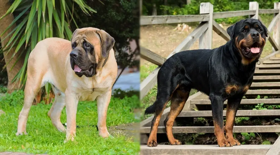 Perros grandes parados al aire libre