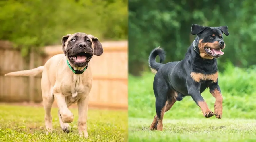 Perros jóvenes jugando afuera