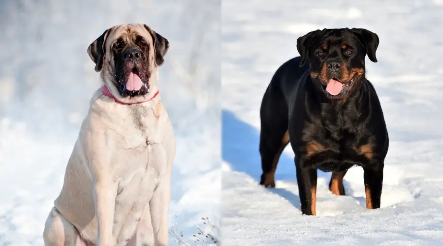 Perros en la nieve con la lengua fuera