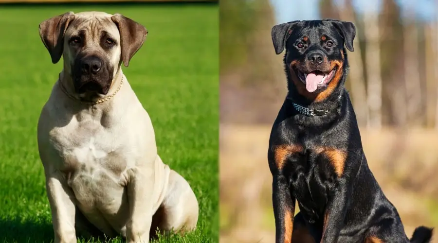 Perros bien entrenados sentados al aire libre