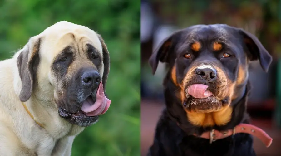 Perros grandes lamiéndose los labios