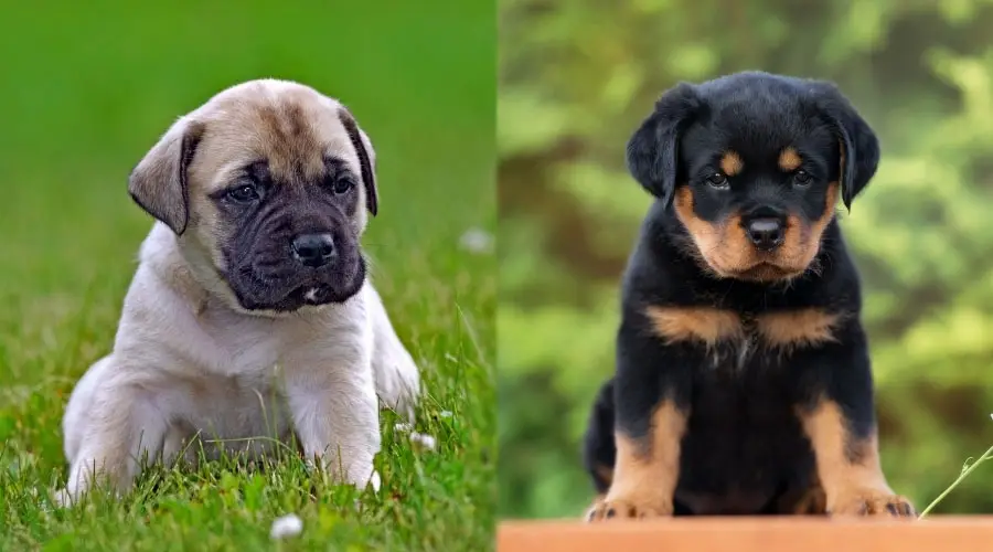 Lindos cachorros sentados al aire libre