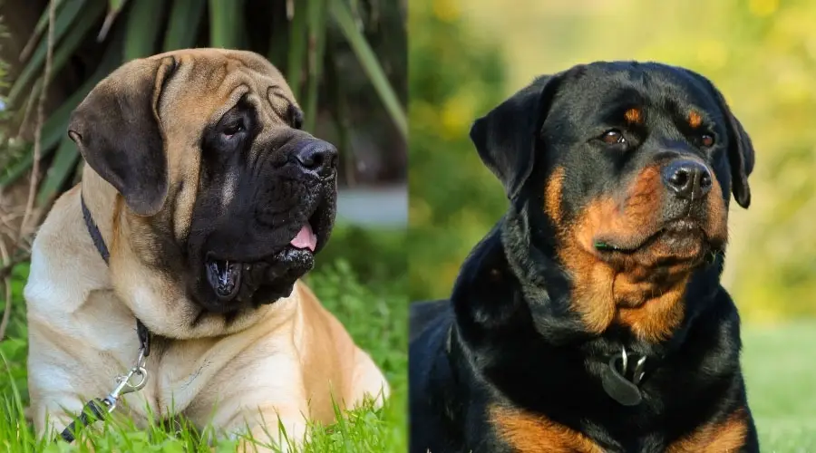 Perros grandes con hermosos abrigos