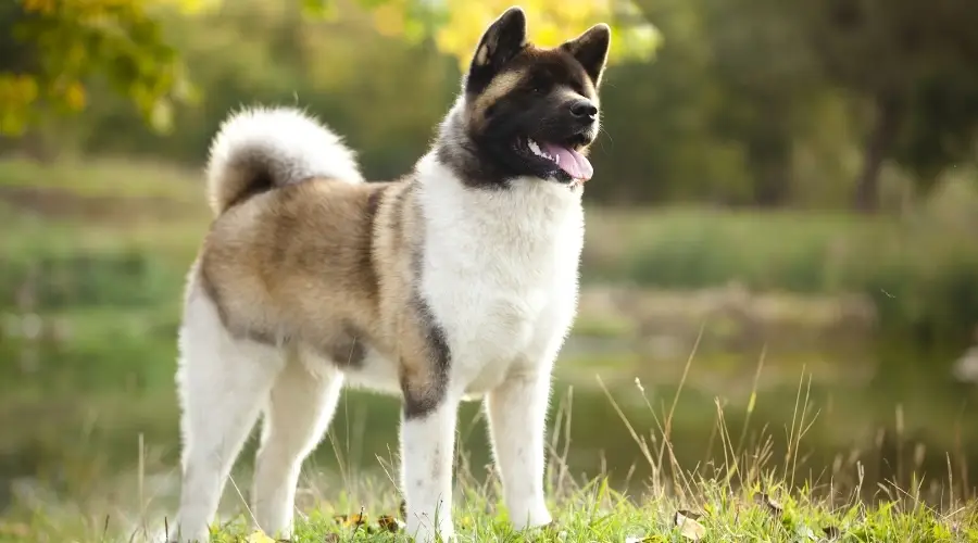 Perro peludo afuera en la hierba