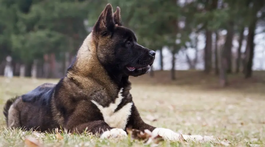 Perro acostado afuera en una superficie cultivada