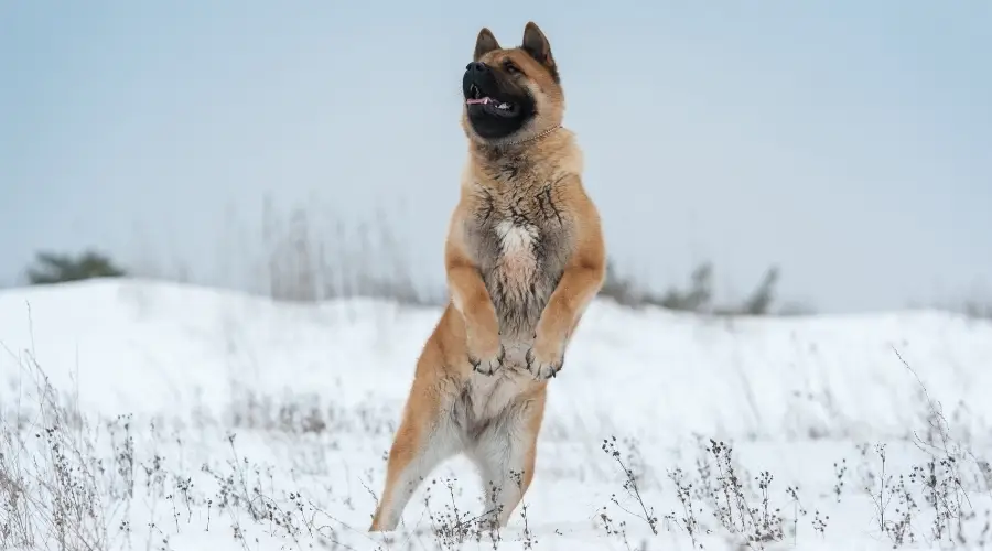 Perro activo saltando en la nieve