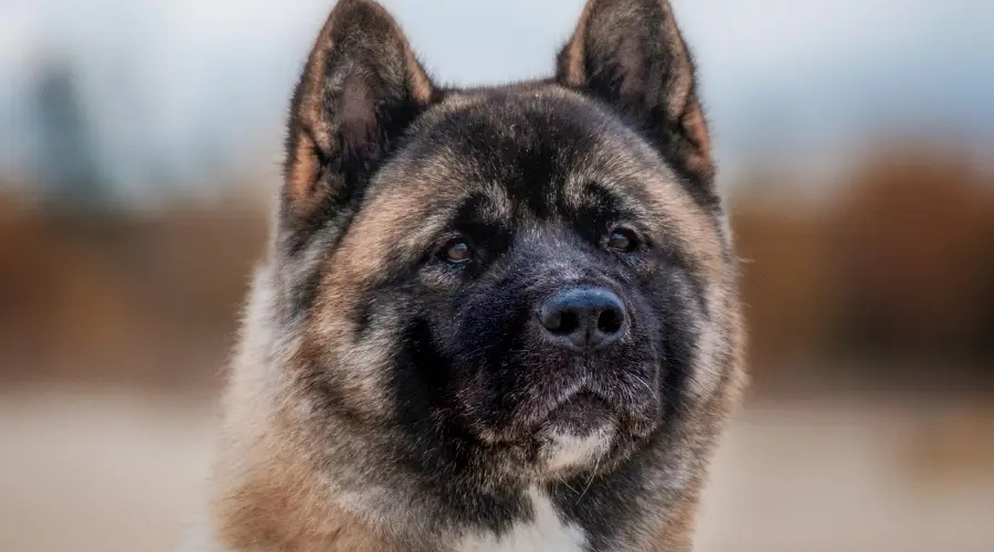 Perro Akita Americano