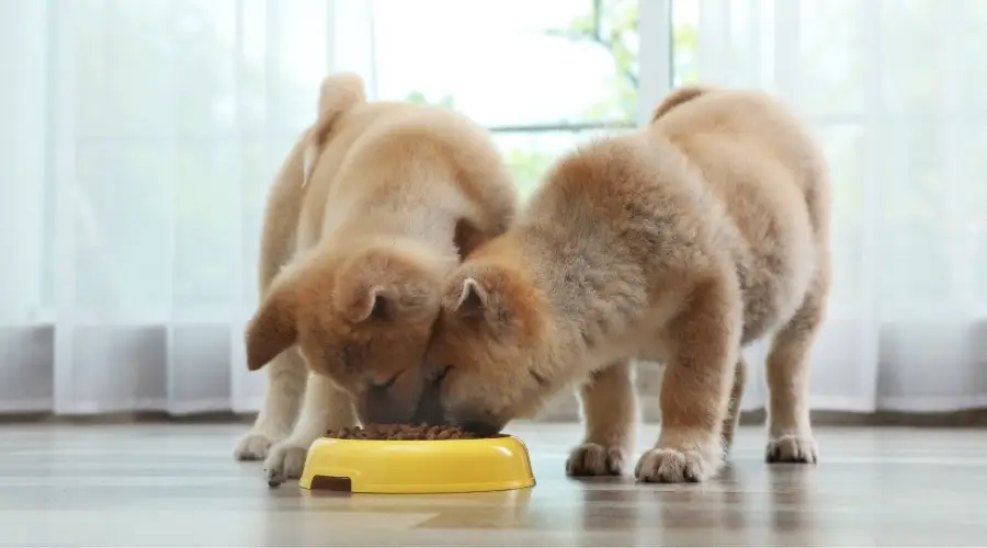 Cachorros comiendo comida para perros