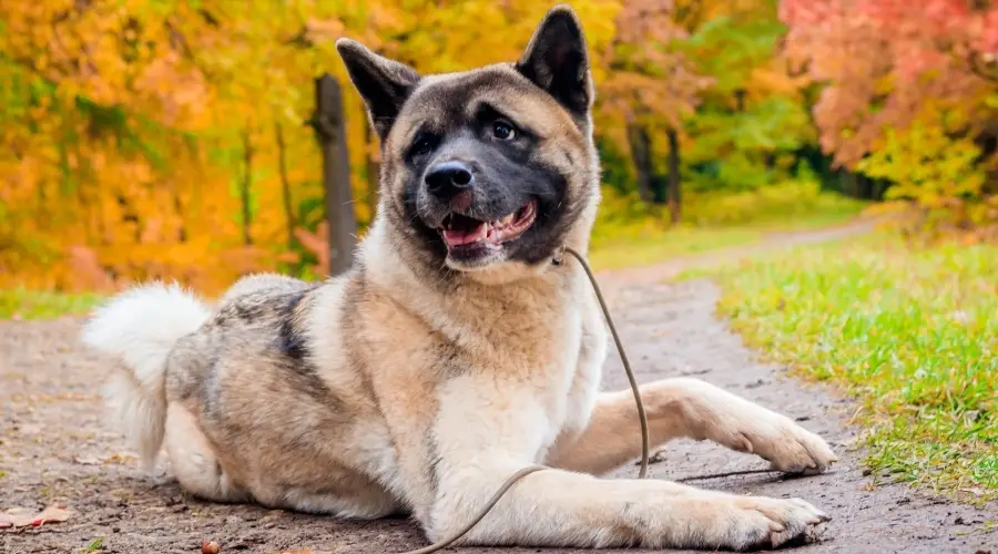 Adiestramiento de perros en el parque con correa