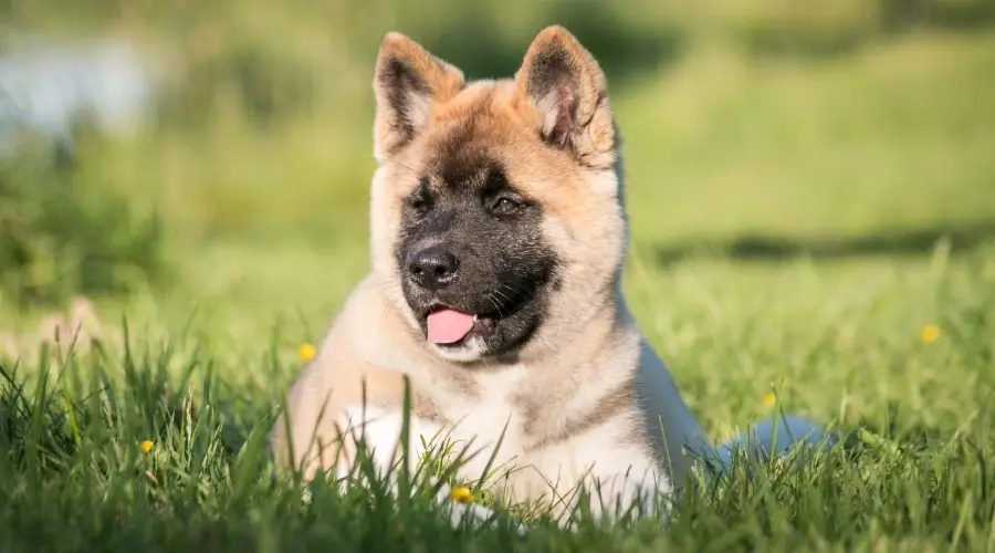 Cachorro en la hierba acostado