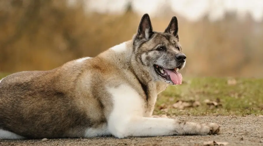 Perro Akita senior acostado