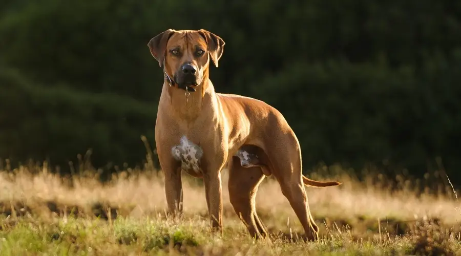 Perro Ridgeback alto en el campo