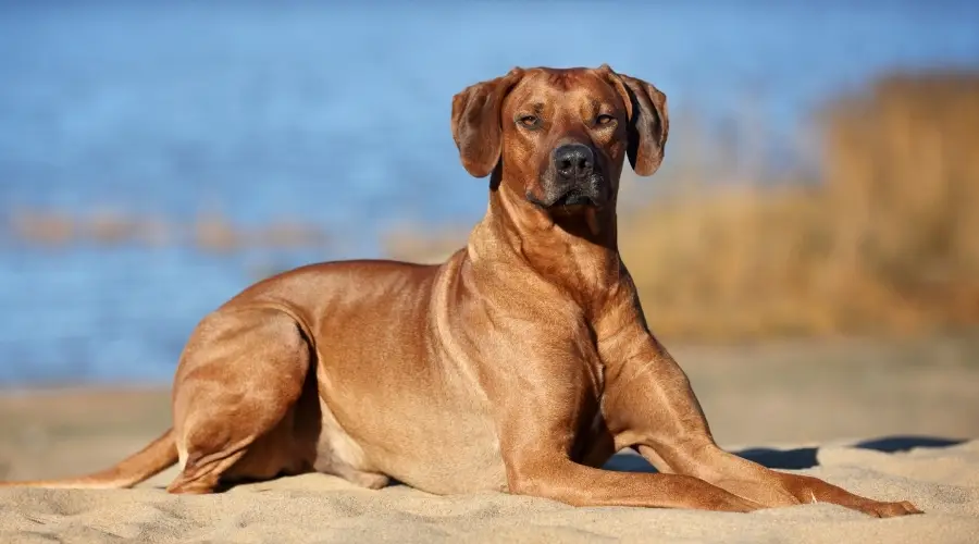 Perro Ridgeback en la playa