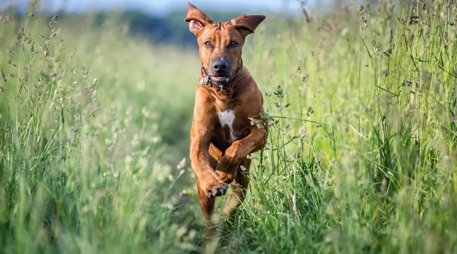 Perro Ridgeback haciendo ejercicio