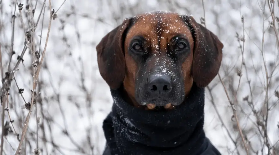 Perro al aire libre en condiciones de nieve