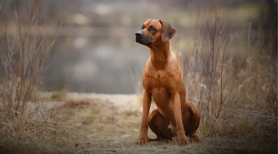 Entrenamiento de perros grandes al aire libre