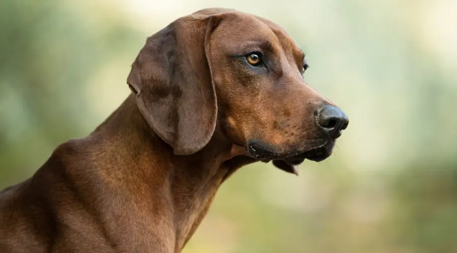 Perro rojo al aire libre en otoño