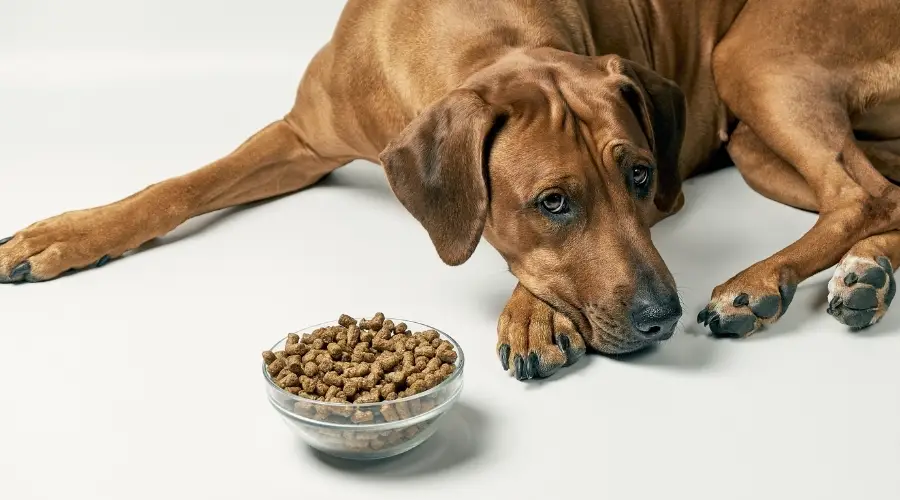 Ridgeback comiendo comida para perros