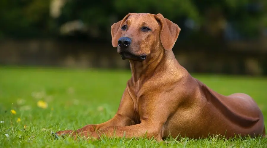 Ridgeback que necesita cuidados