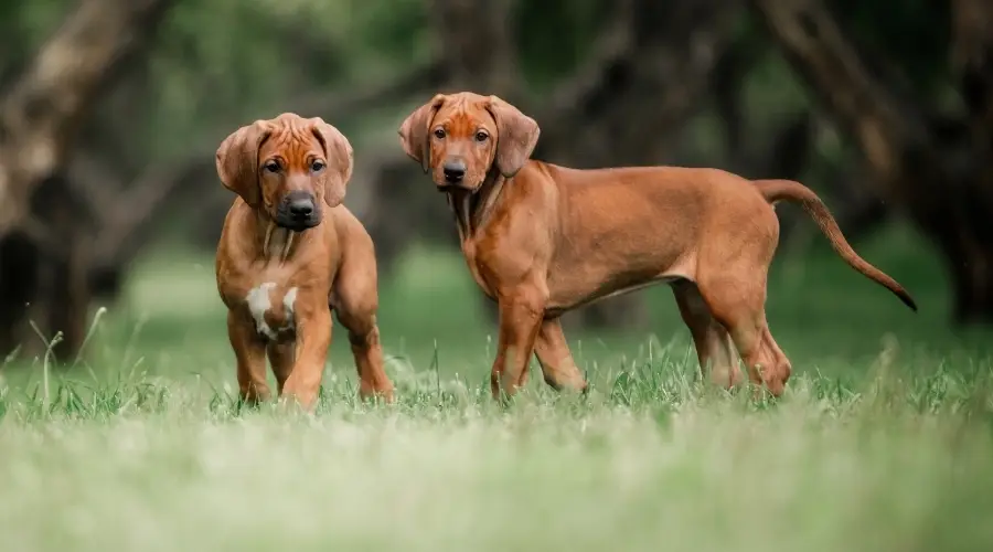 Cachorros Ridgeback de Rodesia