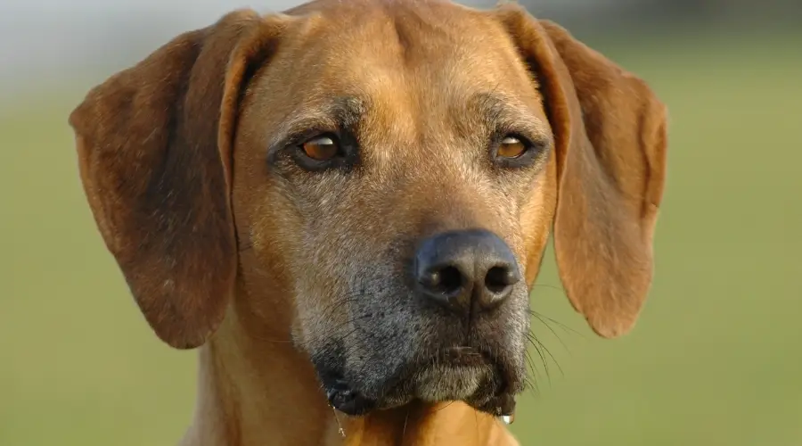 Perro de rescate al aire libre después de beber