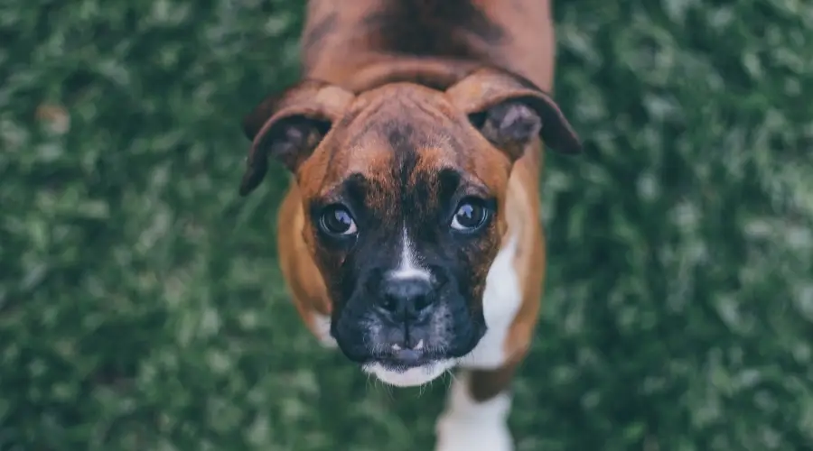 Perro Boxer al aire libre