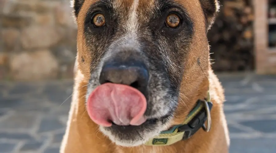 Mezcla de pastor boxer comiendo comida para perros