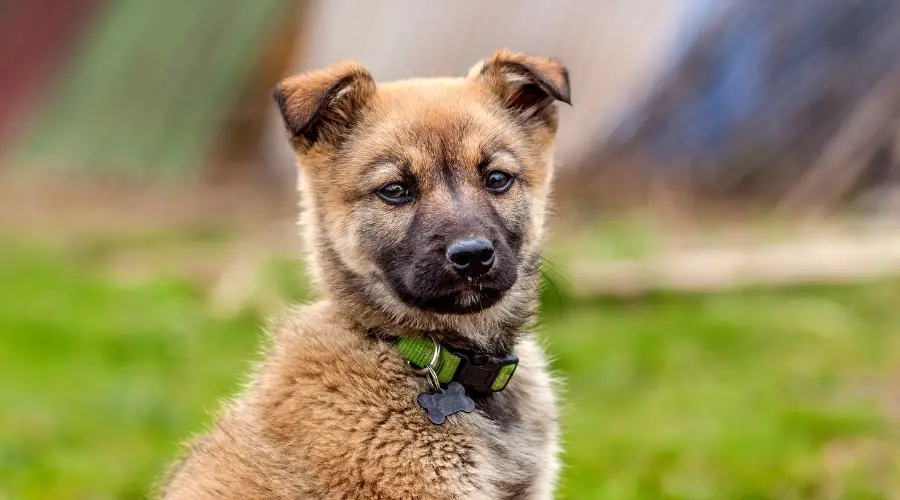 Cachorro mezcla de pastor boxer